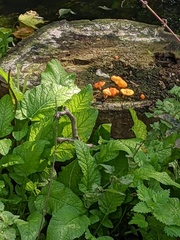 Pluteus aurantiorugosus