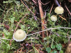 Chrysomphalina grossula