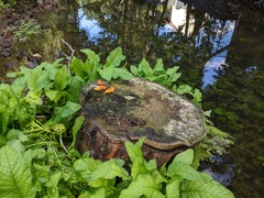 Pluteus aurantiorugosus