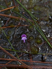 Utricularia purpurea