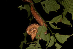 Craspedocephalus borneensis