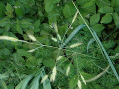 Bromus secalinus