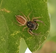 Icius hamatus
