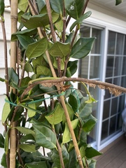 Trachelospermum jasminoides