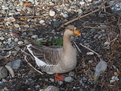 Anser anser domesticus × anser cygnoides domesticus