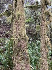 Rhytidiadelphus loreus