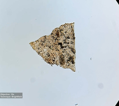 Spathidium