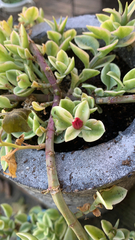 Mesembryanthemum cordifolium
