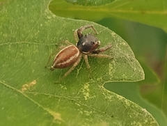 Icius hamatus