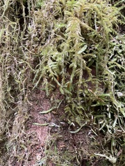 Rhytidiadelphus loreus