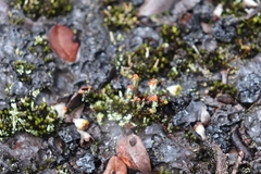 Cladonia parasitica