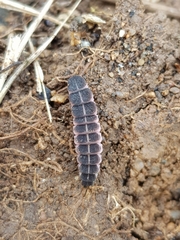 Nyctophila reichii