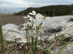 Narcissus deficiens