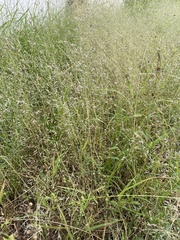 Eragrostis mexicana