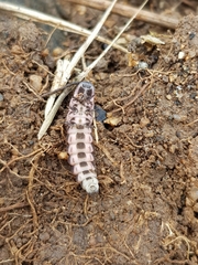 Nyctophila reichii
