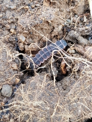 Nyctophila reichii