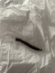 Hemiscolopendra marginata