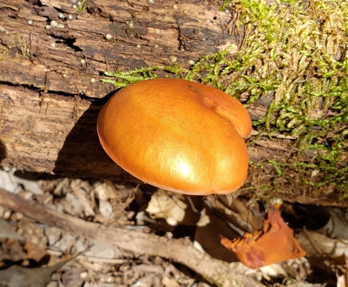 Gymnopilus