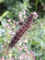 Diacrisia sannio
