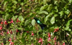 Chlorostilbon lucidus