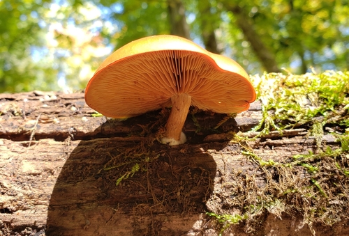 Gymnopilus (Photo 2 of 4)