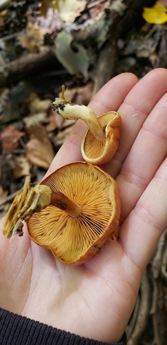 Gymnopilus (Photo 3 of 4)