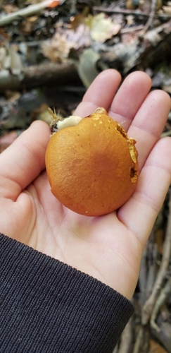 Gymnopilus (Photo 4 of 4)