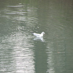 Chroicocephalus ridibundus