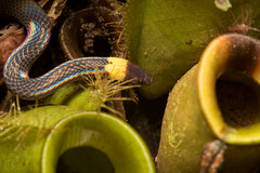 Pseudorabdion albonuchalis