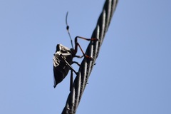 Pachylis nervosus