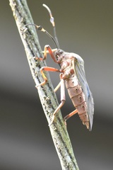 Pachylis nervosus