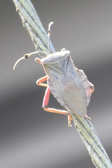 Pachylis nervosus