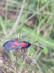Zygaena viciae