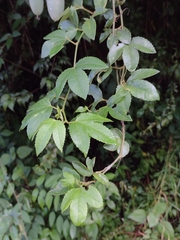 Passiflora tarminiana