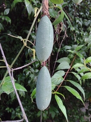 Passiflora tarminiana