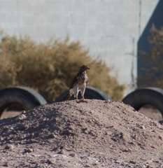 Accipiter cooperii