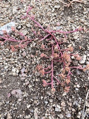 Portulaca halimoides