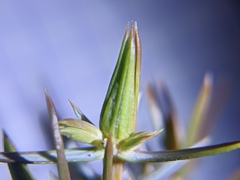 Oligotrophus panteli