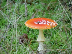 Amanita muscaria