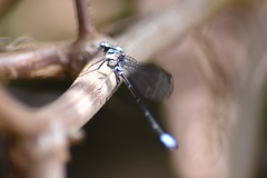 Argia frequentula