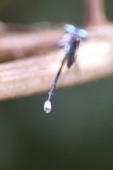 Argia frequentula