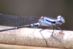 Argia frequentula