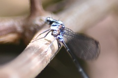 Argia frequentula