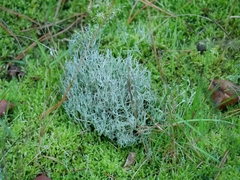 Cladonia