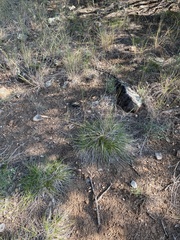 Carex planostachys