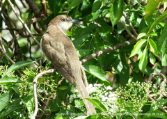 Coccyzus erythropthalmus