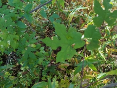 Vitis aestivalis