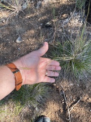Carex planostachys
