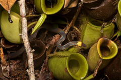 Pseudorabdion albonuchalis