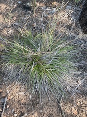 Carex planostachys